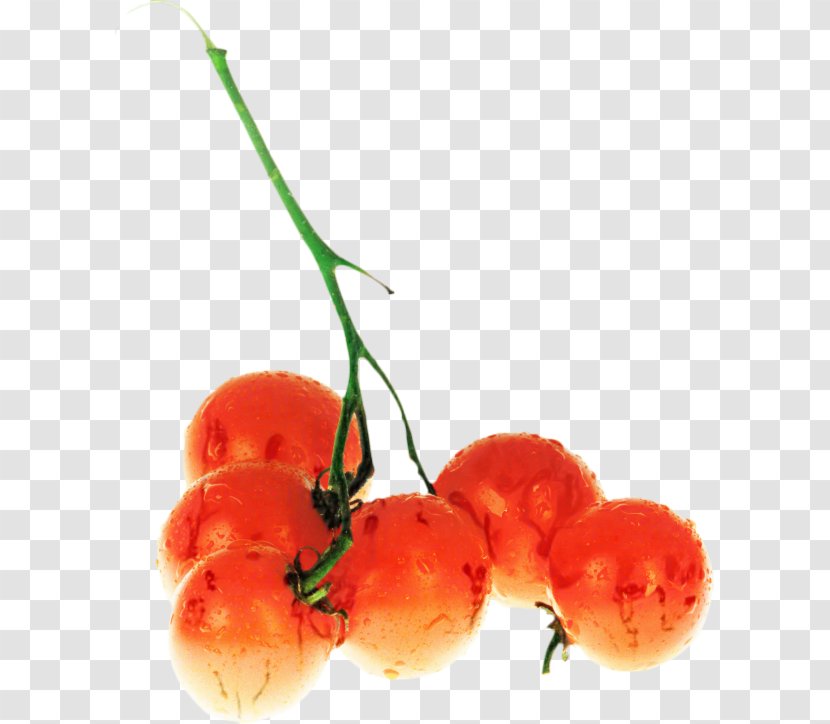 Tomato Cartoon - Bush - Vegetarian Food Natural Foods Transparent PNG