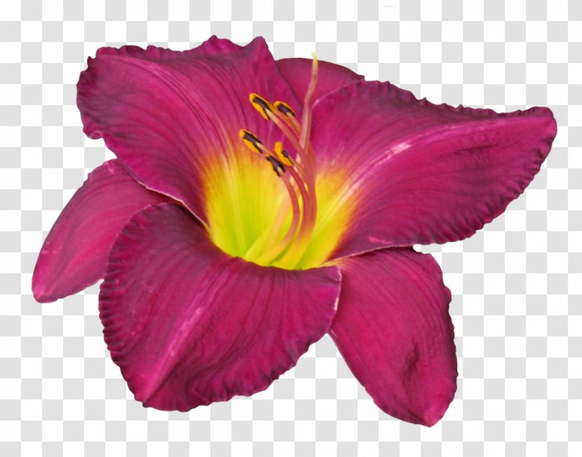 Petal Pink M - Daylily - Burgandy Floral Transparent PNG