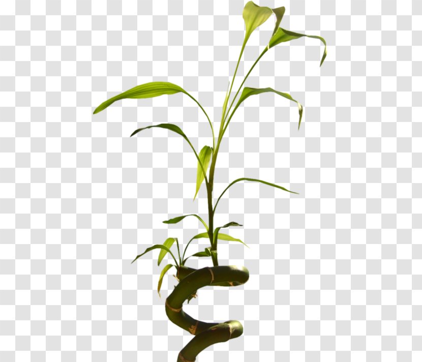 Flowerpot Microsoft Word February 9 Plant Stem - Tree Transparent PNG