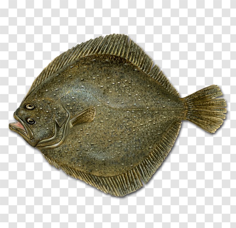 Flounder Sole Flatfish Turbot - Fish Transparent PNG