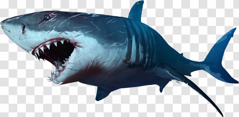 Shark Clip Art - Tiger Transparent PNG