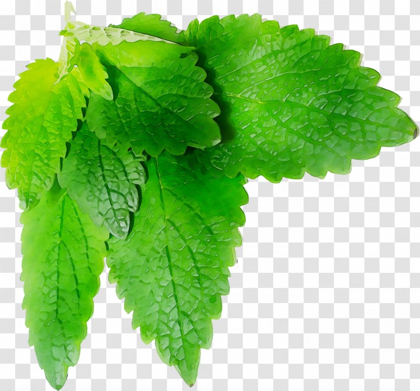 Lemon Balm ESTX BA.RES.30-15 NR DL Odeur De Vie Opgiet Herbalism Leaf - Elm Family - Green Transparent PNG