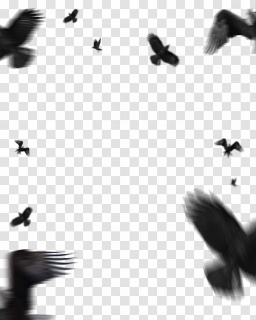 Picsart Background - Editing - Bird Migration Pigeons And Doves Transparent PNG