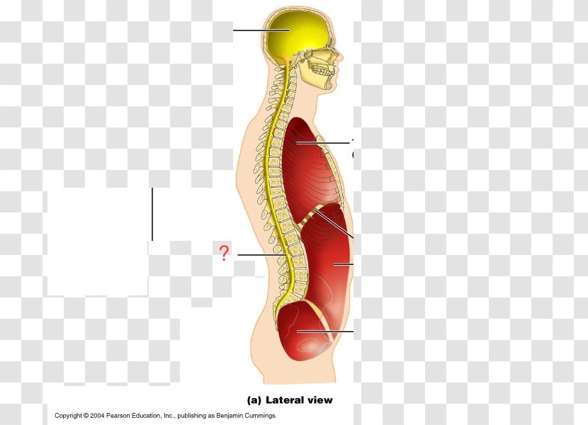 Human Body Anatomy Ventral Cavity - Tree - Silhouette Transparent PNG