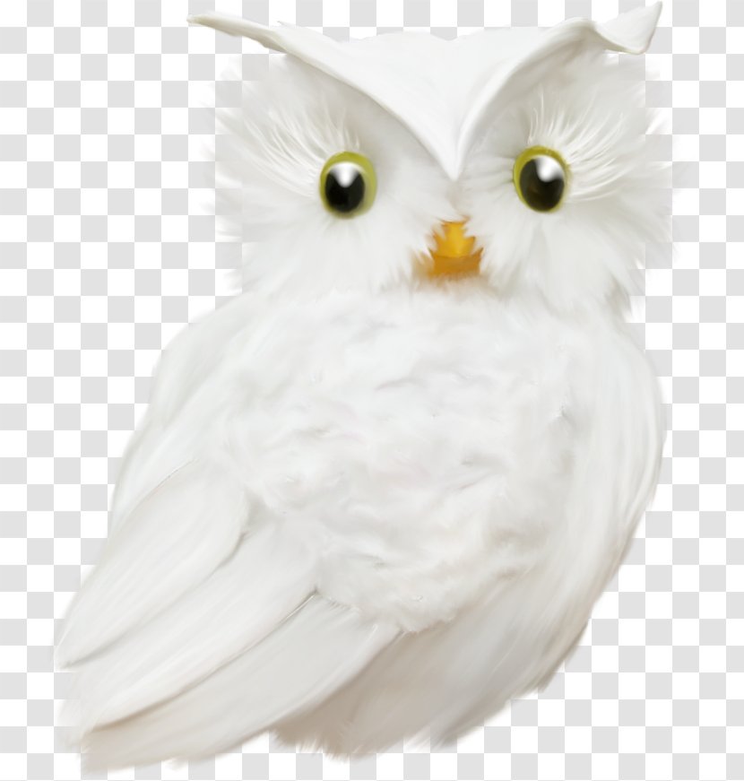 Owl Bird Animal Beak Feather - Child Transparent PNG
