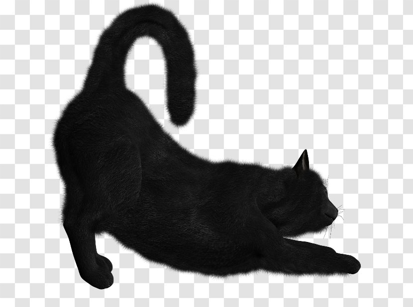 Bombay Cat Kitten Clip Art Desktop Wallpaper - Dog Like Mammal Transparent PNG
