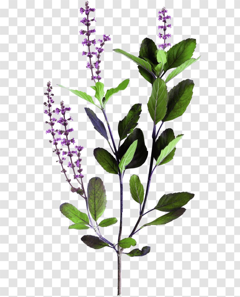 Tea Leaf - Lilac - Ocimum Hyssopus Transparent PNG