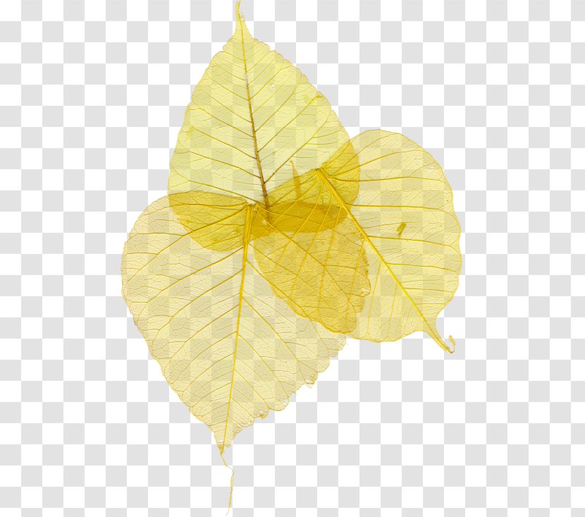 Leaf Yellow Google Images - Plant Transparent PNG