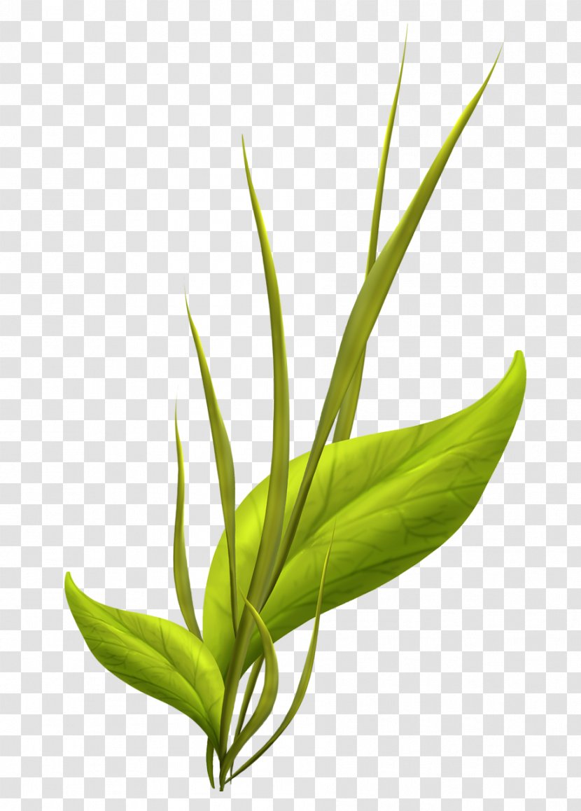 Leaf Aquatic Plants Drawing - Grass Transparent PNG