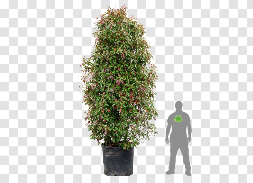 Red Tip Photinia Broad-leaved Tree Shrub Plants - Boxwood Bonsai Transparent PNG