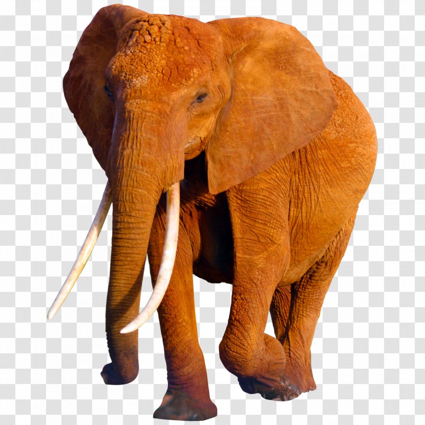 African Elephant Asian Wildlife - Elephants Transparent PNG
