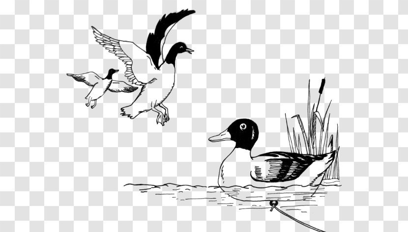 Duck Decoy Mallard Drawing Clip Art - Wildlife Transparent PNG