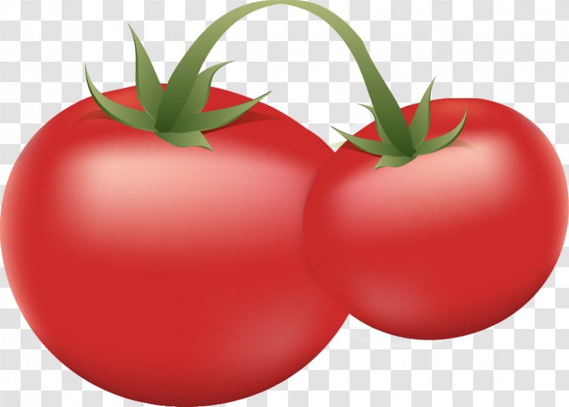Plum Tomato Russian Rostock Bush - Nightshade Family - Vector Transparent PNG
