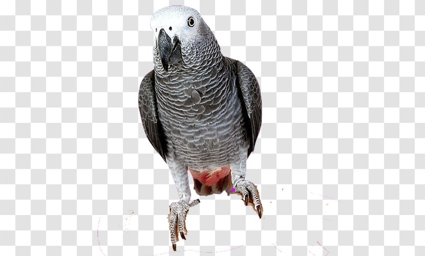 Budgerigar Parrots Of New Guinea Bird Macaw - African Grey - Parrot Transparent PNG