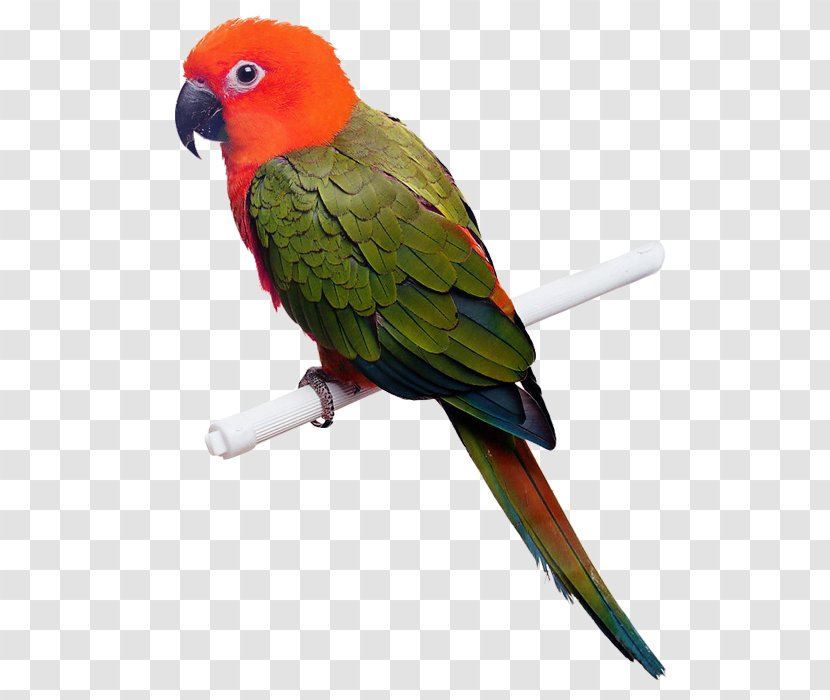 Bird Avian Medicine. Medicine And Surgery Veterinarian Beak - Parakeet - Parrot Creative Transparent PNG