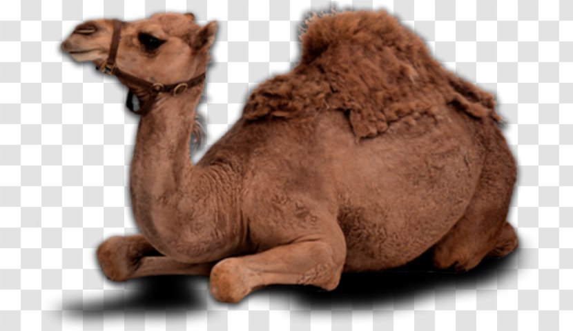 Bactrian Camel - Desert - Fawn Livestock Transparent PNG