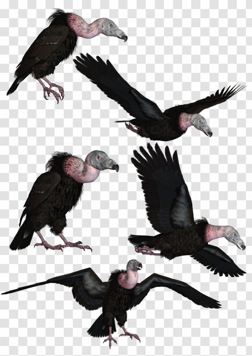 Bird Turkey Vulture Beaky Buzzard Transparent PNG