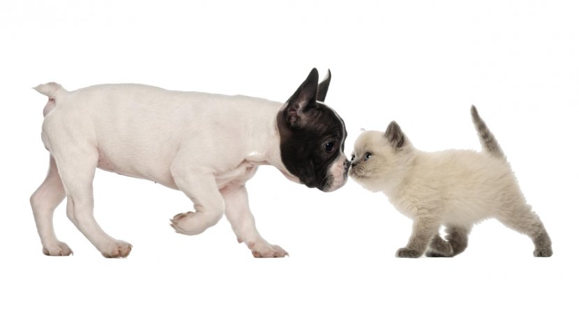 Bulldog British Shorthair Puppy Kitten Dog–cat Relationship - Small To Medium Sized Cats Transparent PNG