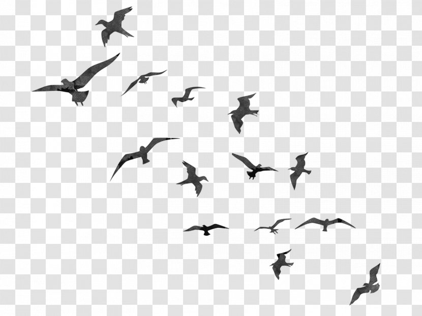 Bird Flight Swallow Flock - Animal Migration - Flying Birds Silhouette Transparent PNG