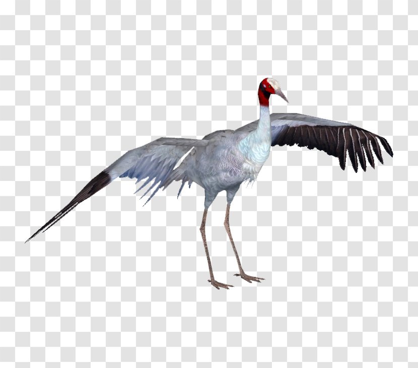 Zoo Tycoon 2 Crane Bird Heron - Beak Transparent PNG
