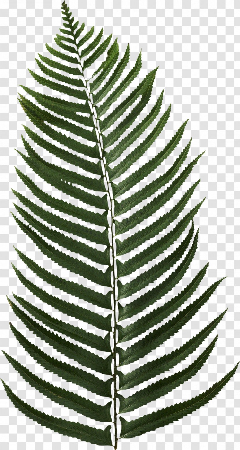 Date Palm - Black And White - Plant Transparent PNG