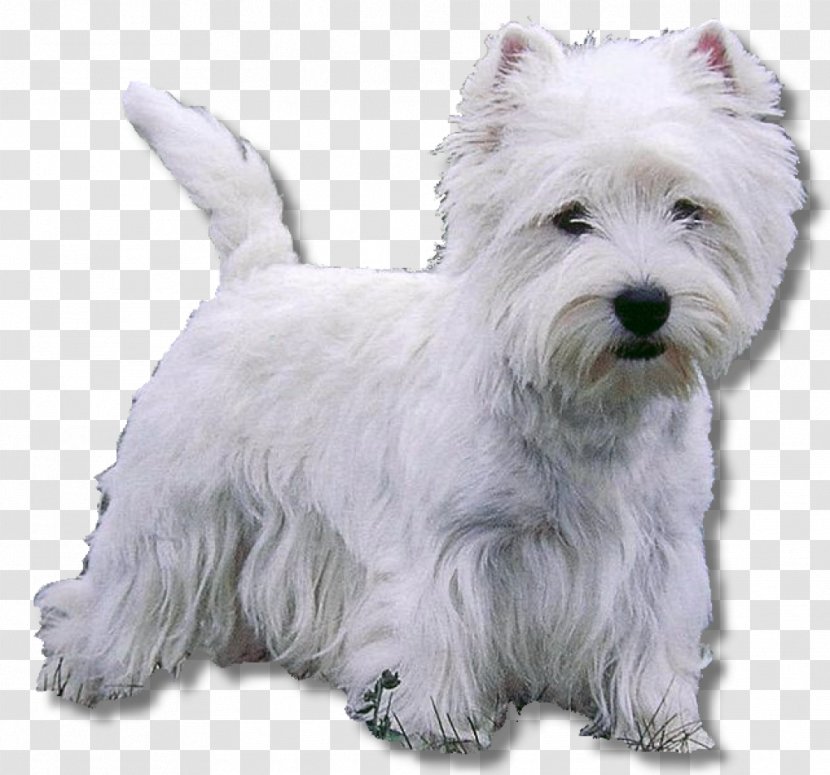 West Highland White Terrier Bull Wire Hair Fox Cairn Puppy - Dog Transparent PNG
