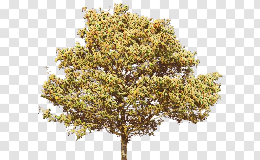 Plane - Swamp Birch - American Larch Transparent PNG