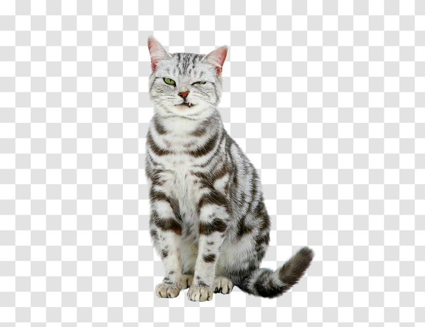 Dragon Li European Shorthair American Tabby Cat Kitten - California Spangled Transparent PNG