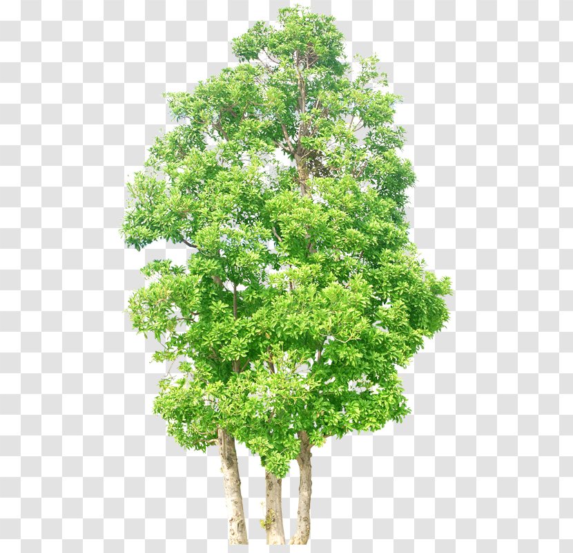 Tree Clip Art - Leaf - Green Transparent PNG