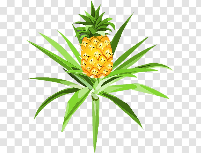 Pineapple Pitaya Auglis - Ananas Transparent PNG