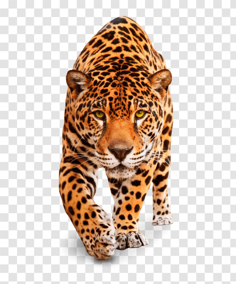 Leopard Jaguar Tiger Cheetah Cat - Wildcat Transparent PNG