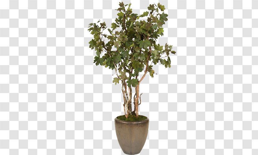 Flowerpot Shrub Tree Bonsai Sageretia Theezans - Cone - Dark Green Trees Conical Pot Transparent PNG