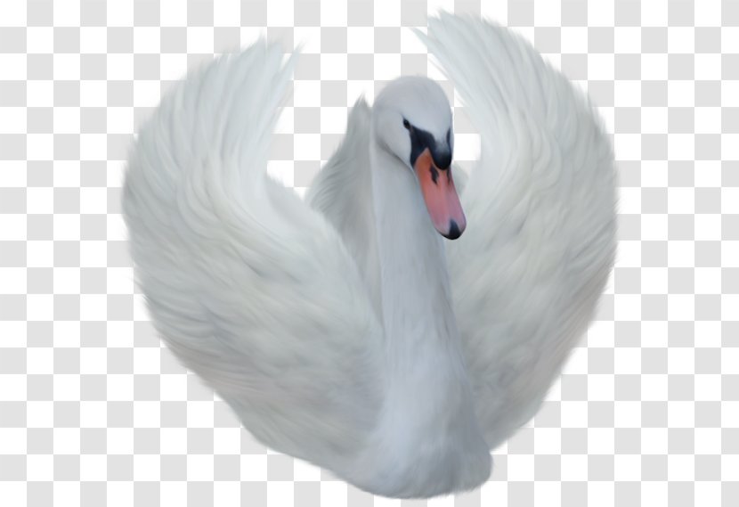 Clip Art Goose Image Transparency - Ducks Geese And Swans Transparent PNG