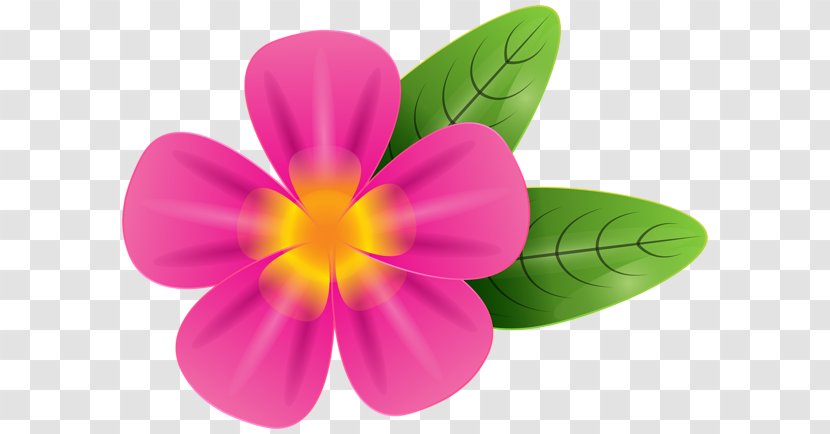 Desktop Wallpaper Clip Art - Magenta - Flowering Plant Transparent PNG