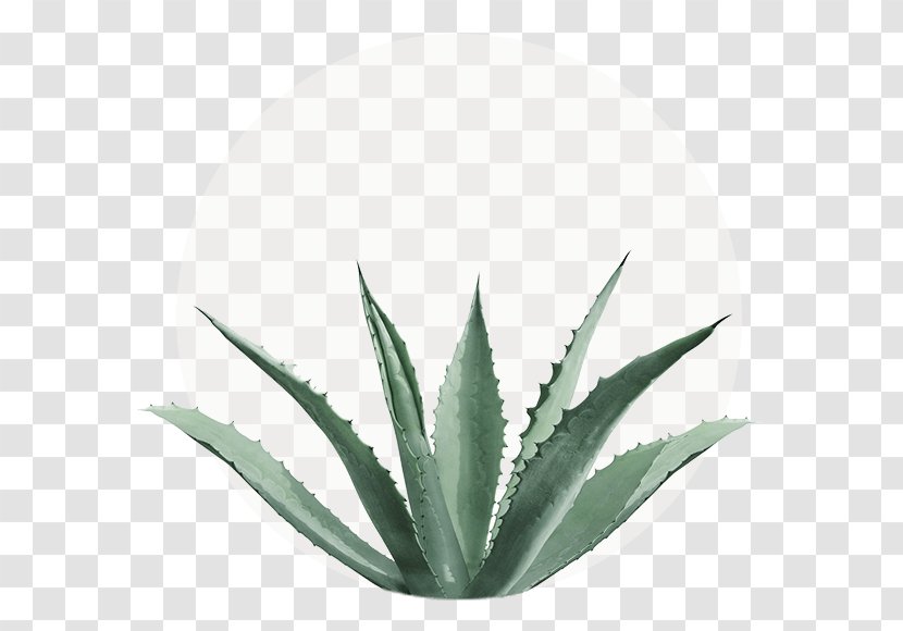 Agave Nectar Azul Stock Photography Centuryplant Aloe Vera - Flowerpot - Ginseng Flower Transparent PNG