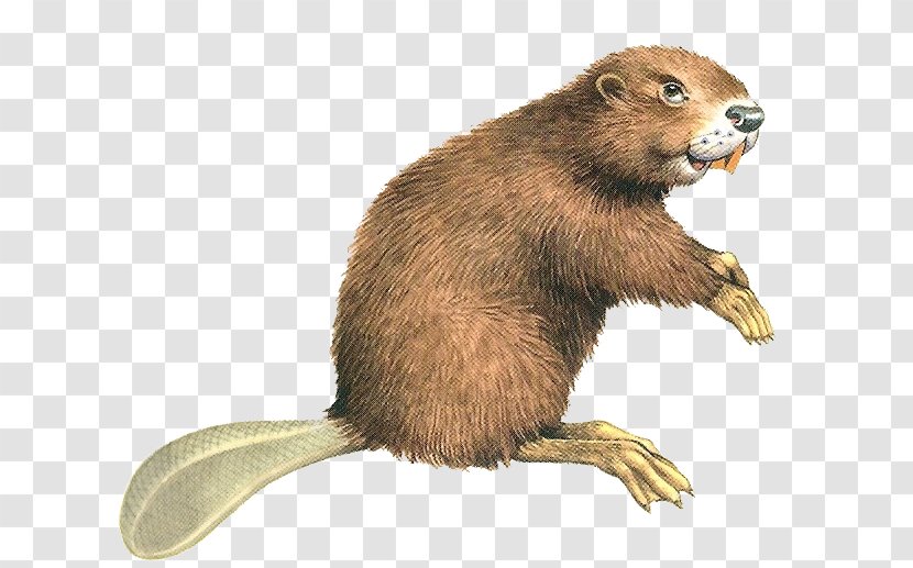 Eurasian Beaver North American Rodent Computer File Transparent PNG