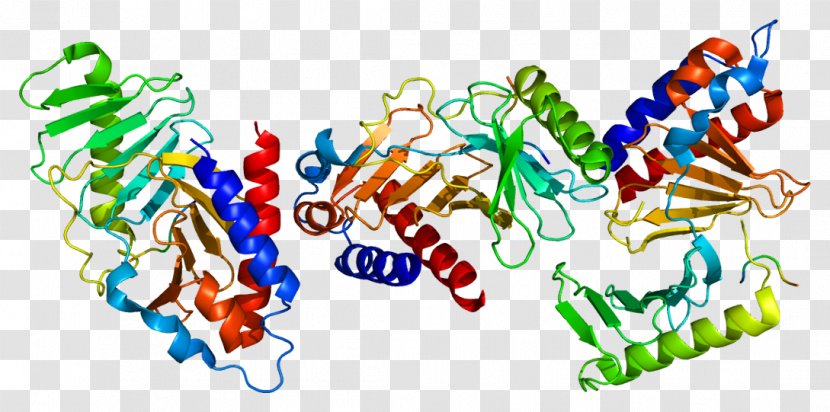 PLK1 Polo-like Kinase Volasertib Protein - Tree - Atm Serinethreonine Transparent PNG