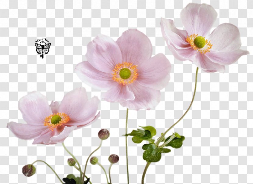 Fototapet Pink Flower Color Wallpaper - Flora Transparent PNG