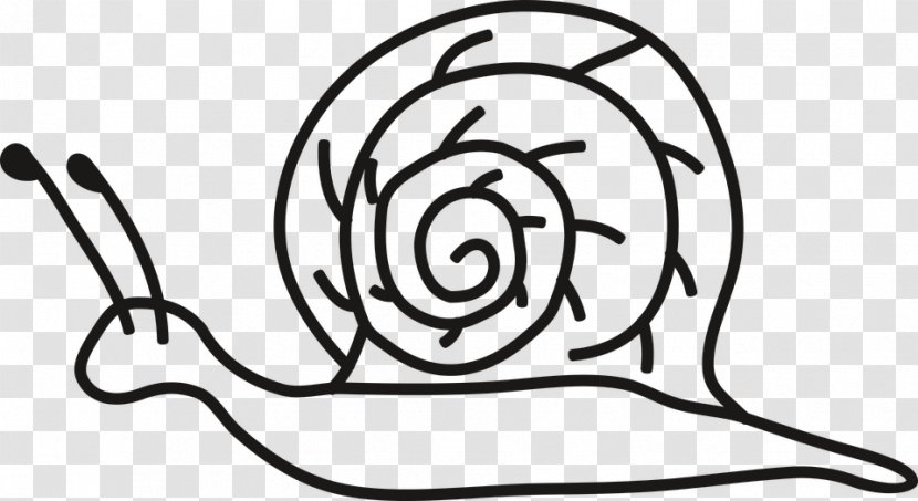 Clip Art Snail Drawing Coloring Book Image Transparent PNG