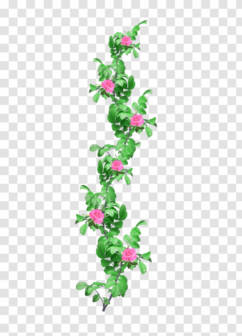 Vine Clip Art - Twig - Ivy Transparent PNG