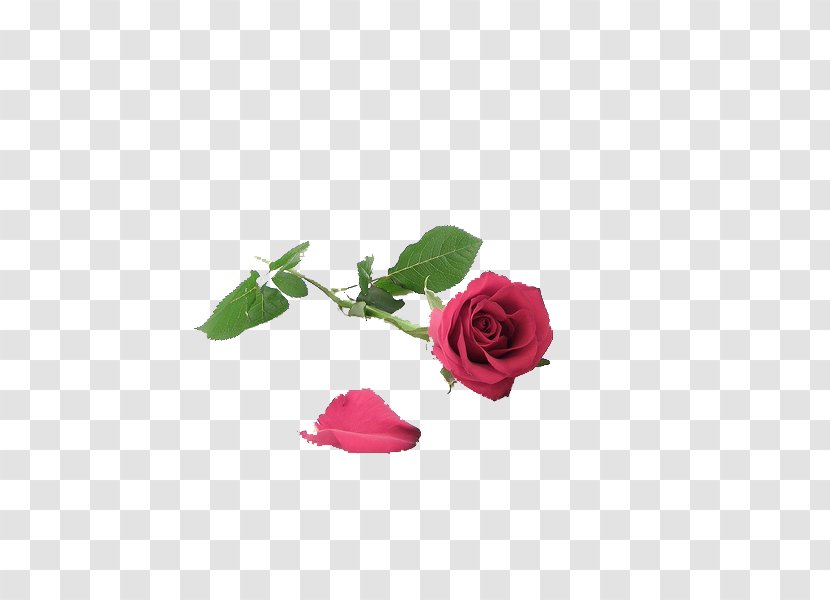 Woman Love Wife - Flower - Rose Creative Transparent PNG