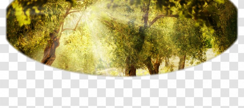 Tomorrow Begins Today Consulting, LLC Nature Story Tablou Canvas Toledo Landscape - Therapy - Gold Olive Oil Transparent PNG