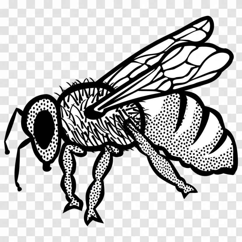 Bee Insect Line Art Clip - Pollinator - Fly Transparent PNG