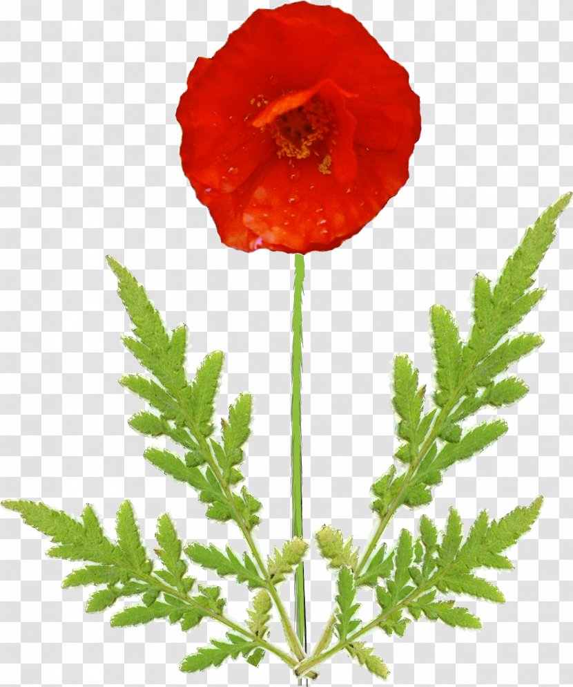 Common Poppy Flower Petal Plant Stem - Avens Transparent PNG