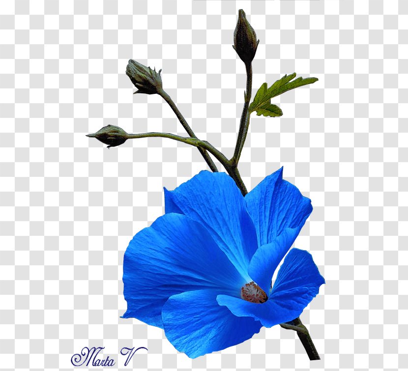 Blue Flower Petal Hibiscus Plant Stem - Flowering Transparent PNG