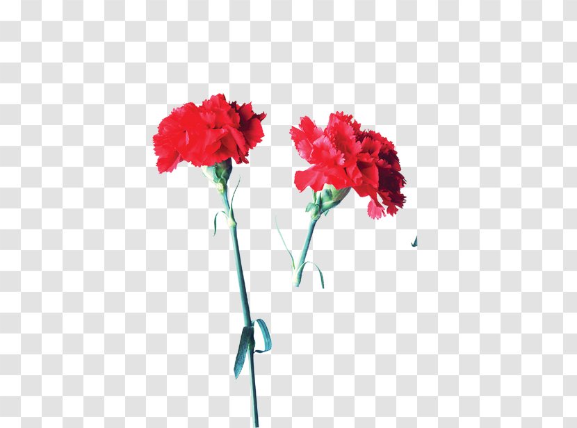 Carnation Garden Roses Flower Mother's Day - Flora - Red Enchantress Transparent PNG