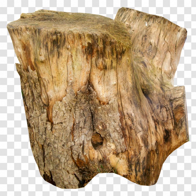 Trunk Tree Stump Wood - European Beech Transparent PNG