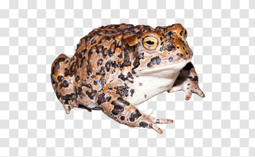 Toad Yosemite National Park True Frog Kings Canyon Transparent PNG