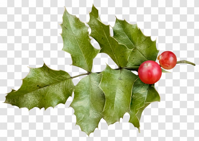 Christmas Holly Ilex - Leaf - Hollyleaf Cherry Plane Transparent PNG