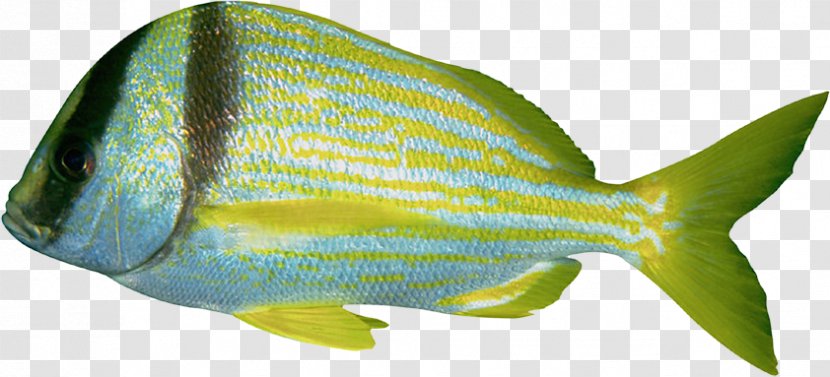 Field Guide Fauna Marine Biology Fish Sakana Zukan - Butterfly - Company Transparent PNG